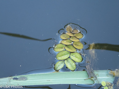 Salvinia molesta