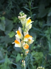 Linaria vulgaris
