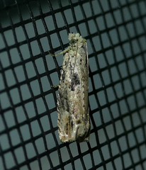 Epiblema chromata