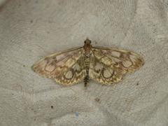 Anania coronata
