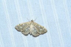 Anania coronata