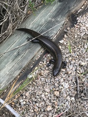 Lissolepis coventryi