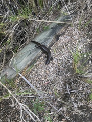 Lissolepis coventryi