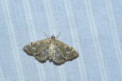Anania coronata