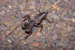 Mastigoproctus tohono