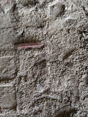 Pseudopolydesmus canadensis