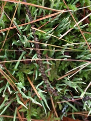 Cladonia maxima