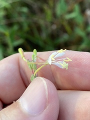 Oenothera filipes