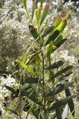 Acacia longifolia sophorae