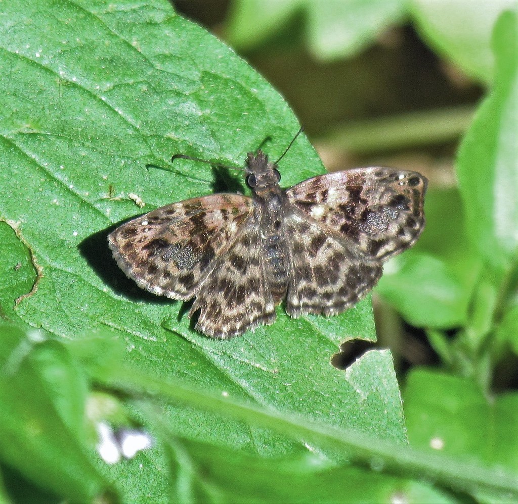 Variegated Skipper