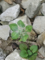 Chenopodium vulvaria