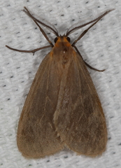 Pagara simplex