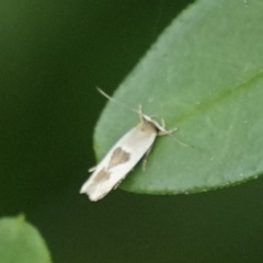 Stathmopoda megathyma