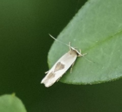 Stathmopoda megathyma