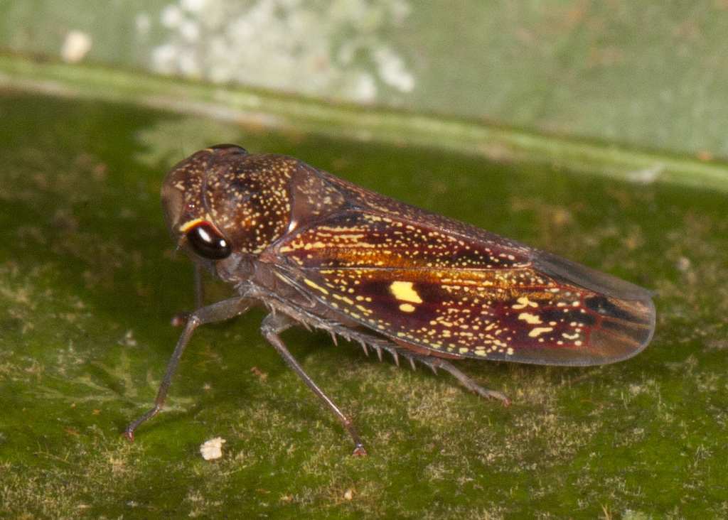 Oragua jurua