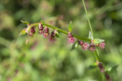 Gonocarpus micranthus