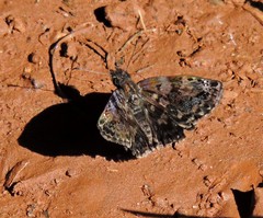 Gorgythion begga begga