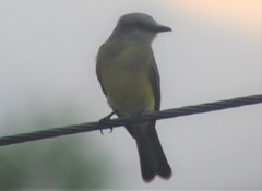 Tyrannus melancholicus