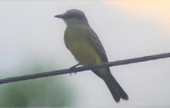 Tyrannus melancholicus