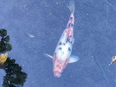 Cyprinus rubrofuscus