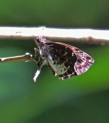 Gorgythion begga begga