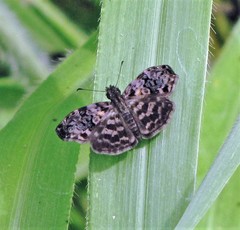 Gorgythion begga begga