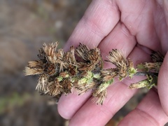 Hazardia squarrosa grindelioides