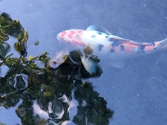 Cyprinus rubrofuscus