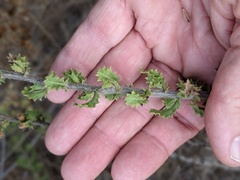 Hazardia squarrosa grindelioides