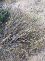 Hazardia squarrosa grindelioides