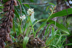 Prosthechea fragrans