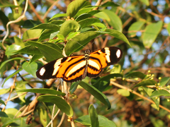 Heliconius ethilla