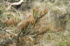Allocasuarina paradoxa