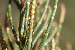 Allocasuarina paradoxa