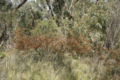 Allocasuarina paradoxa