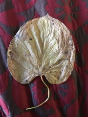 Aristolochia macrophylla