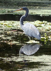 Egretta tricolor image