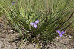 Patersonia occidentalis occidentalis