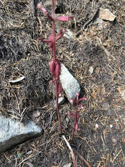 Corallorhiza maculata