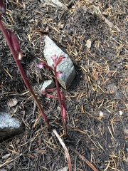 Corallorhiza maculata