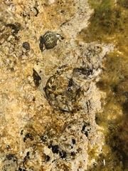Coryphoblennius galerita