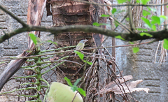 Todirostrum maculatum