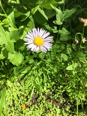 Symphyotrichum spathulatum