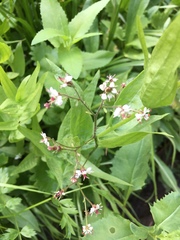 Micranthes odontoloma