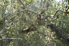 Eucalyptus viminalis pryoriana