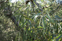 Eucalyptus viminalis pryoriana