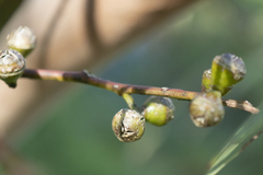 Eucalyptus viminalis pryoriana