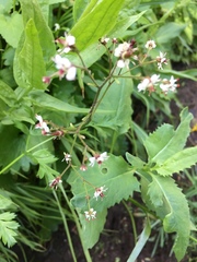 Micranthes odontoloma