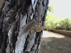 Cicada orni