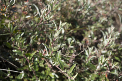 Atriplex paludosa paludosa